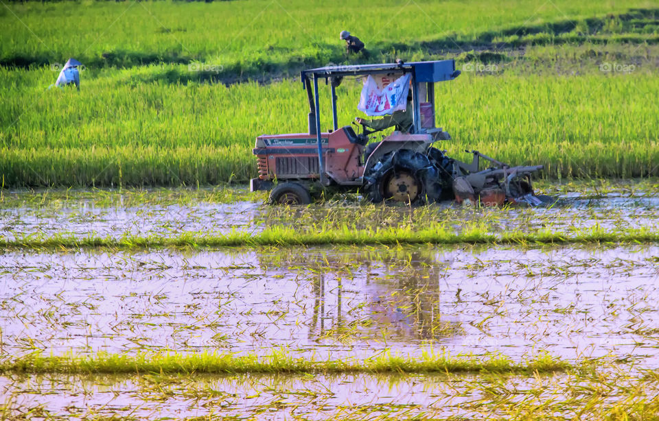 Rice Field's