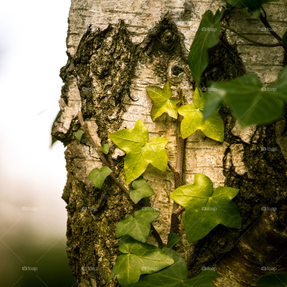 Tree, Wood, Bark, Nature, Trunk