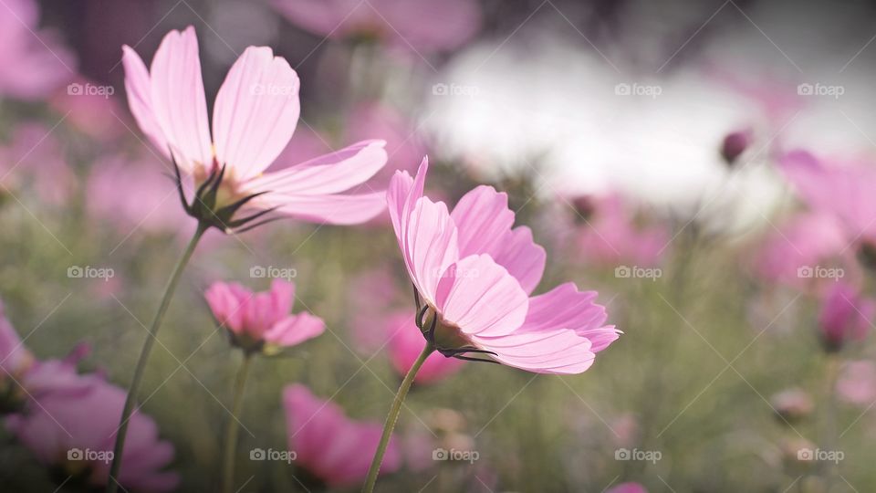 cosmos flower