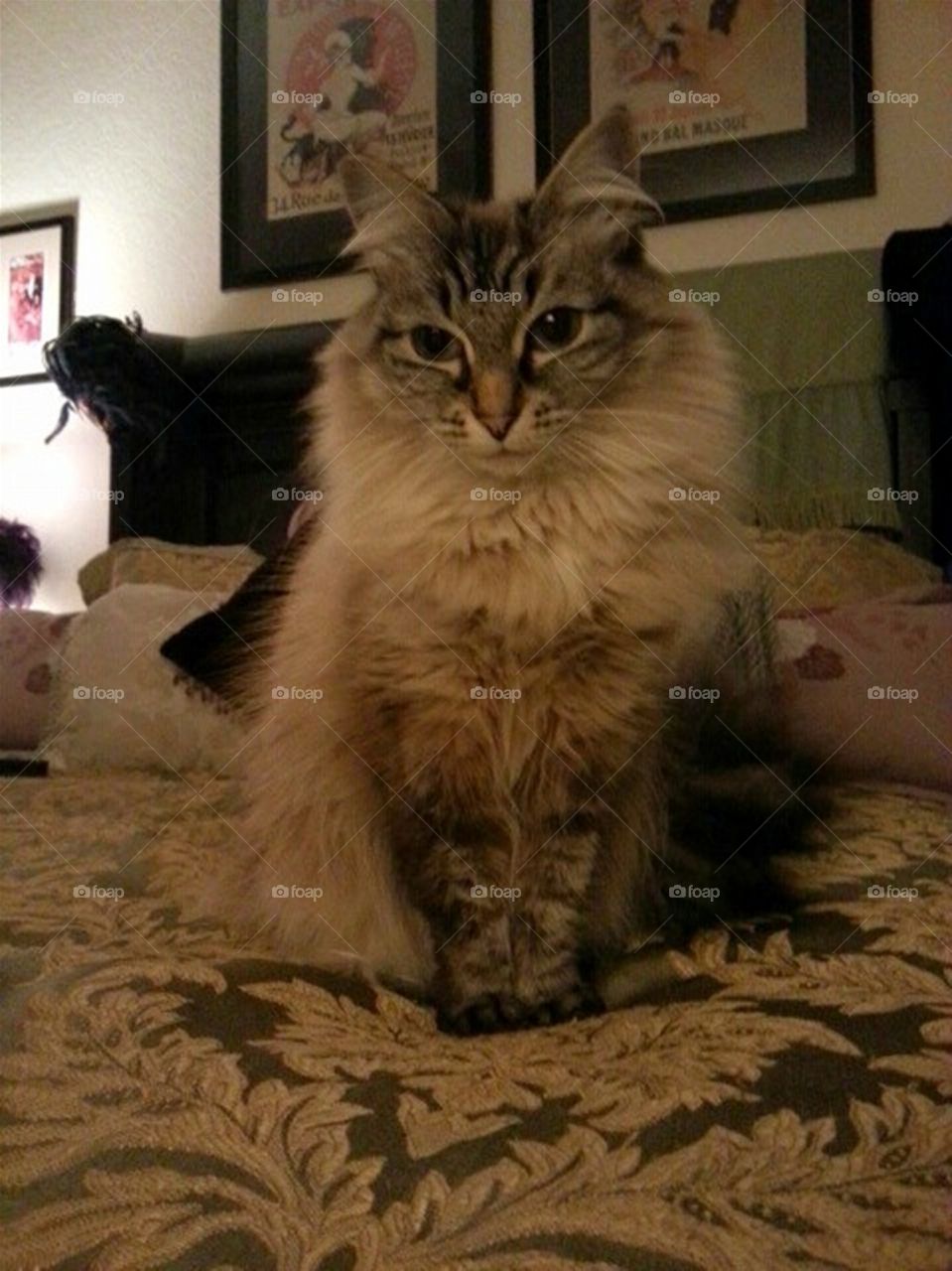 Siamese Maine Coon Cutie Cat