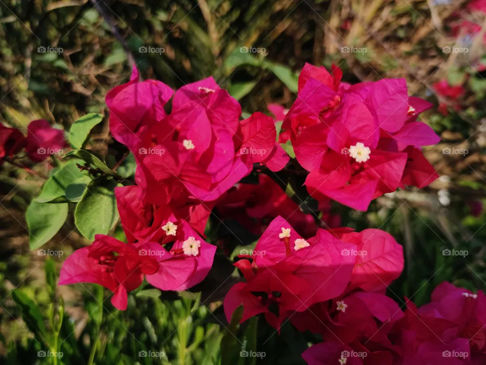 flowers