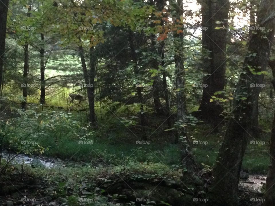 A beautiful Deer strolling along through the woods near a stream in The Great Smoky Mountains National Park. 
