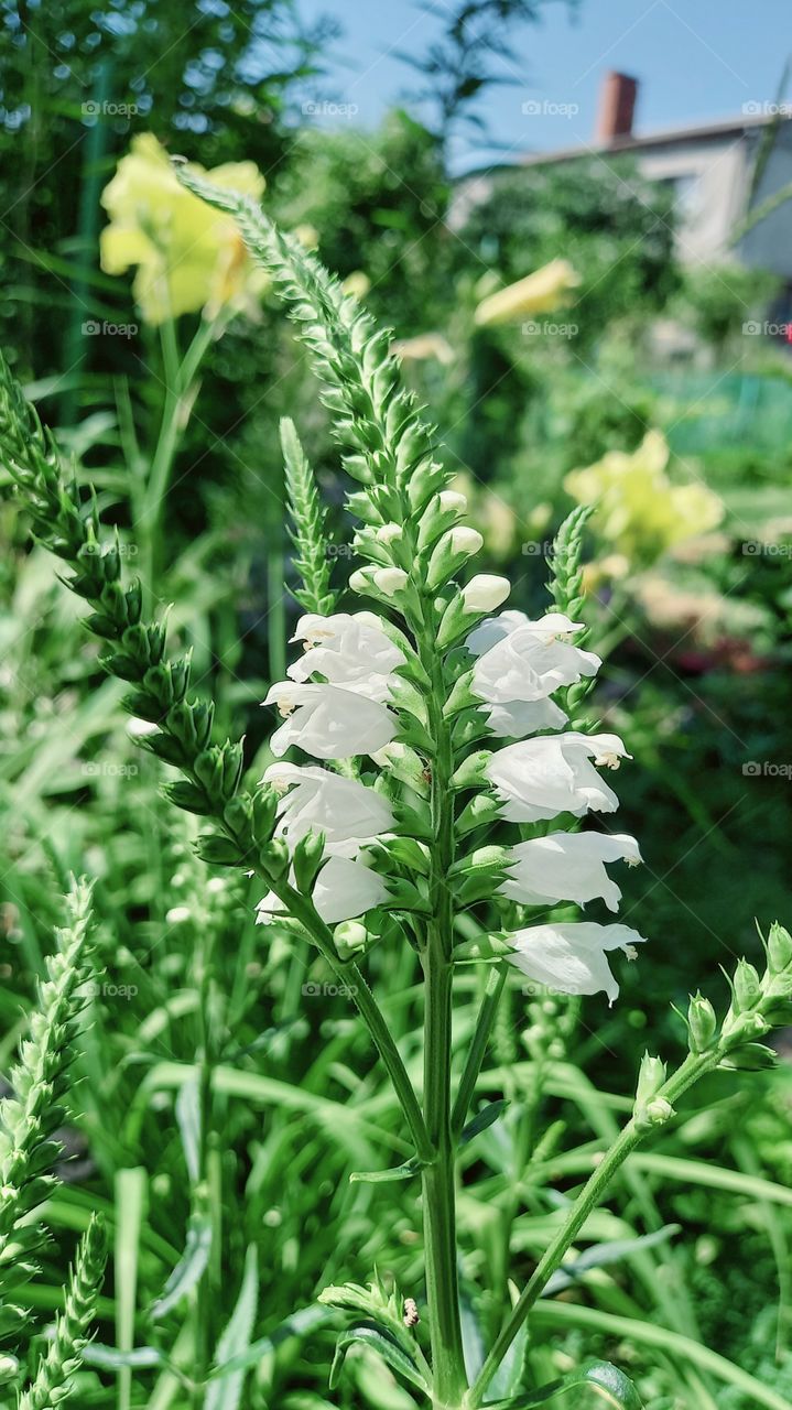 white flower