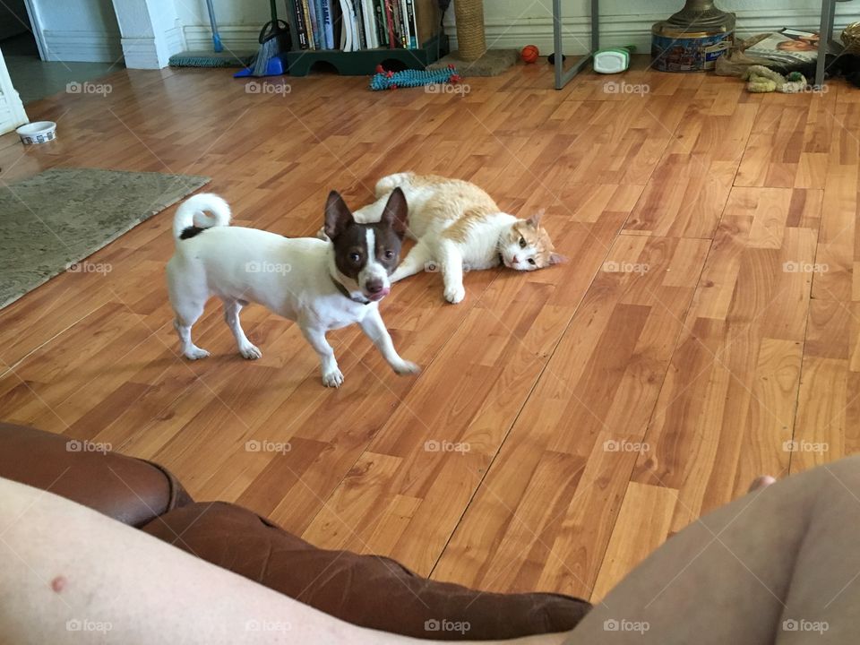 Cat and dog playing together on the floor. They are best of friends. Gizmo and Tom