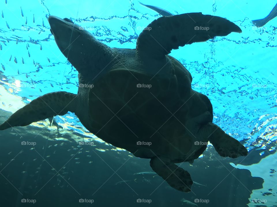 Summer is synonymous with swimming. This sea turtle is enjoying summer to the fullest