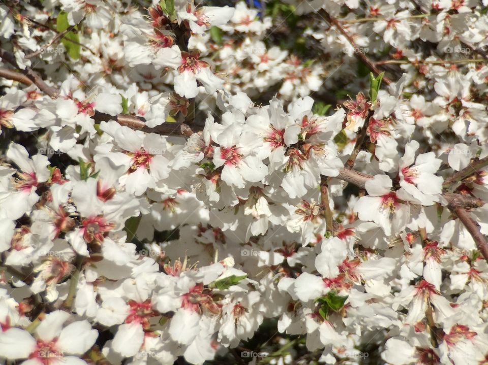 Spring blooming 