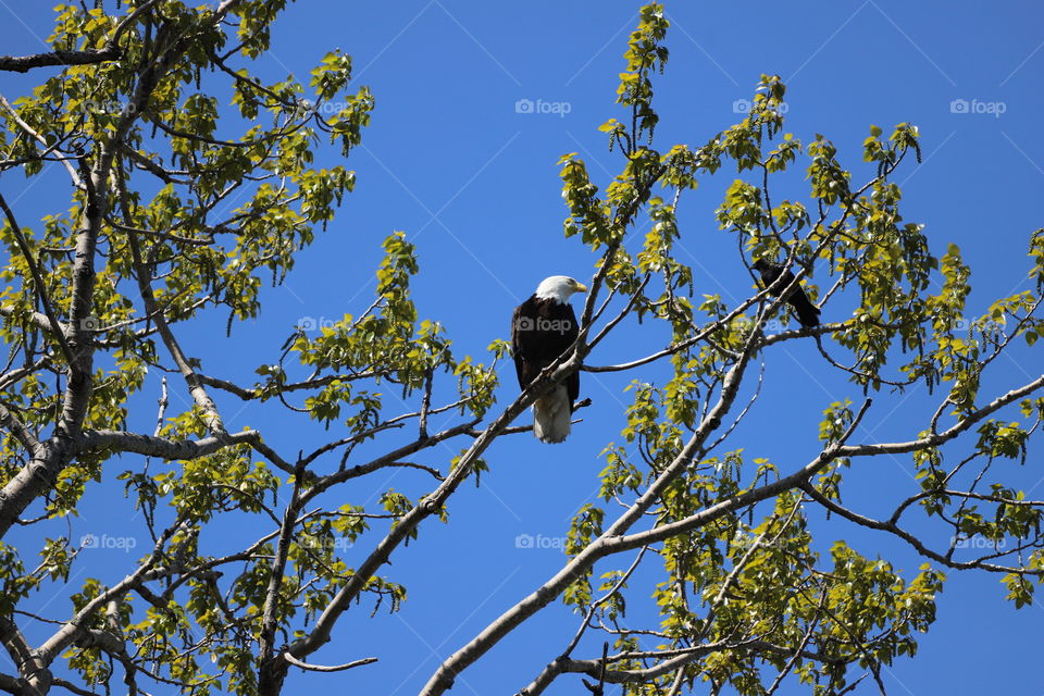 Bald eagle and crow sitting on a branch and arguing 