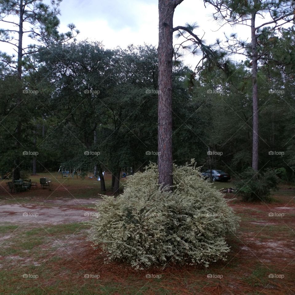 shrub, Georgia pine, back yard