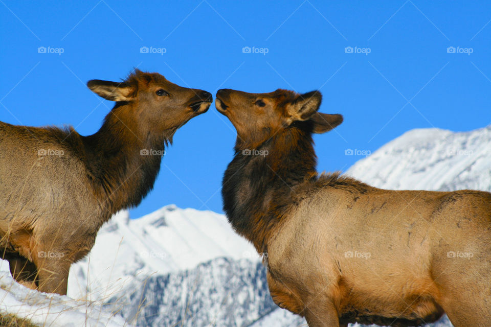 mountain animals 