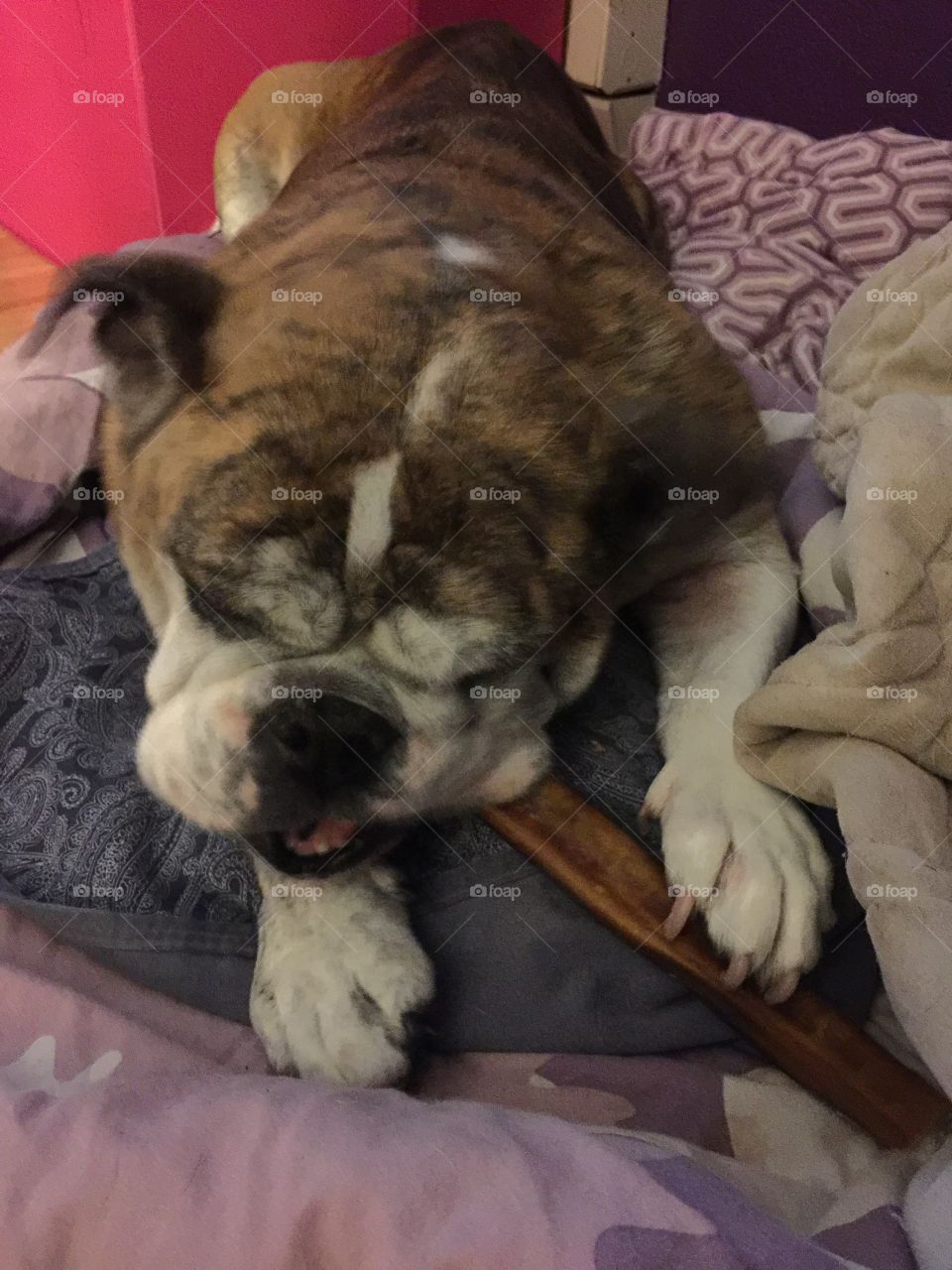 English bulldog chewing ia a bone