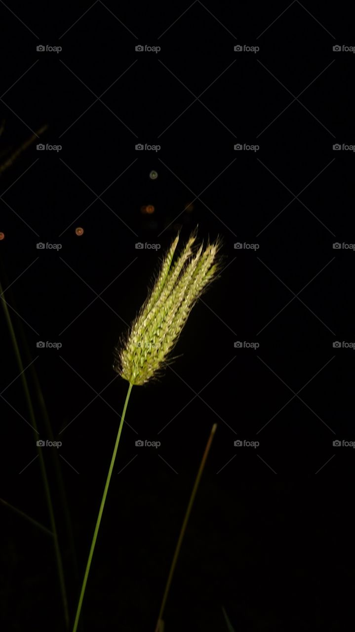 India Puducherry grass at night