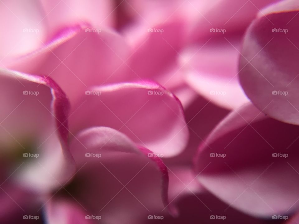 Soft pink petals. Macro 