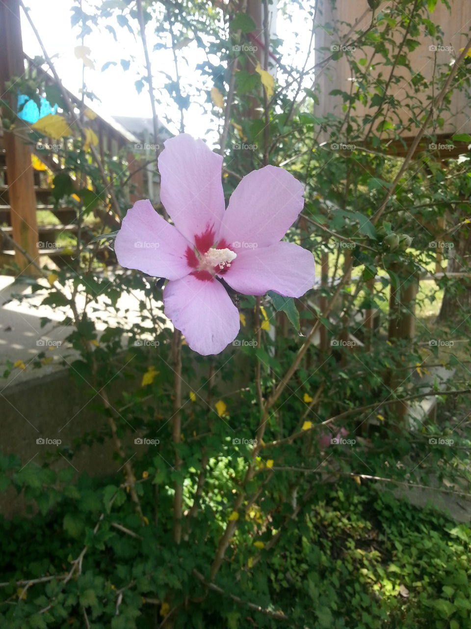 The Last Flower of Summer. that's left on my tree