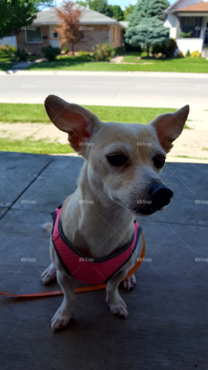 Dog outside on a leash enjoying the summer weather