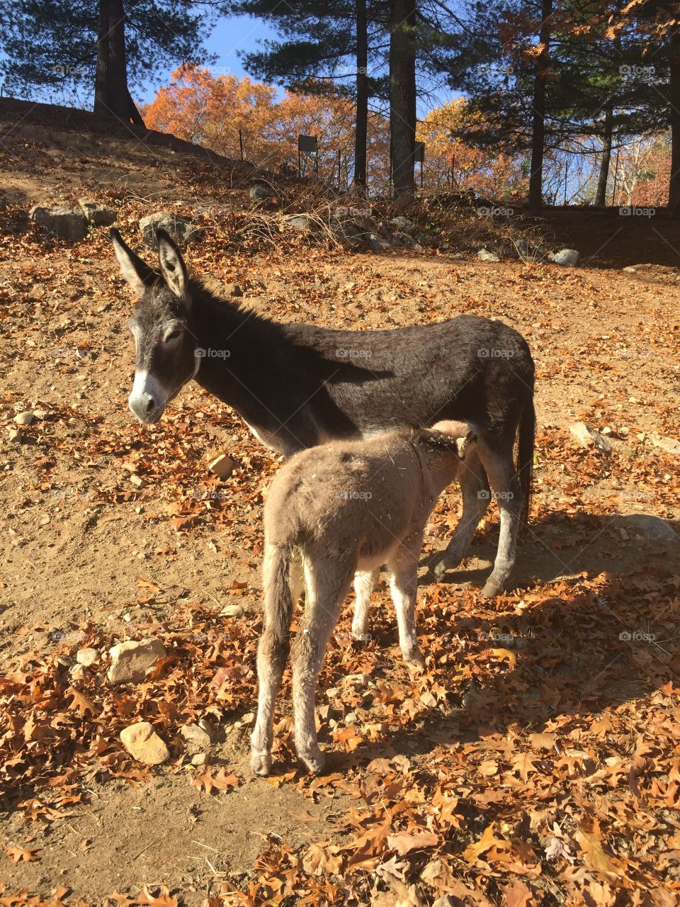 Mother donkey nursing her baby. 