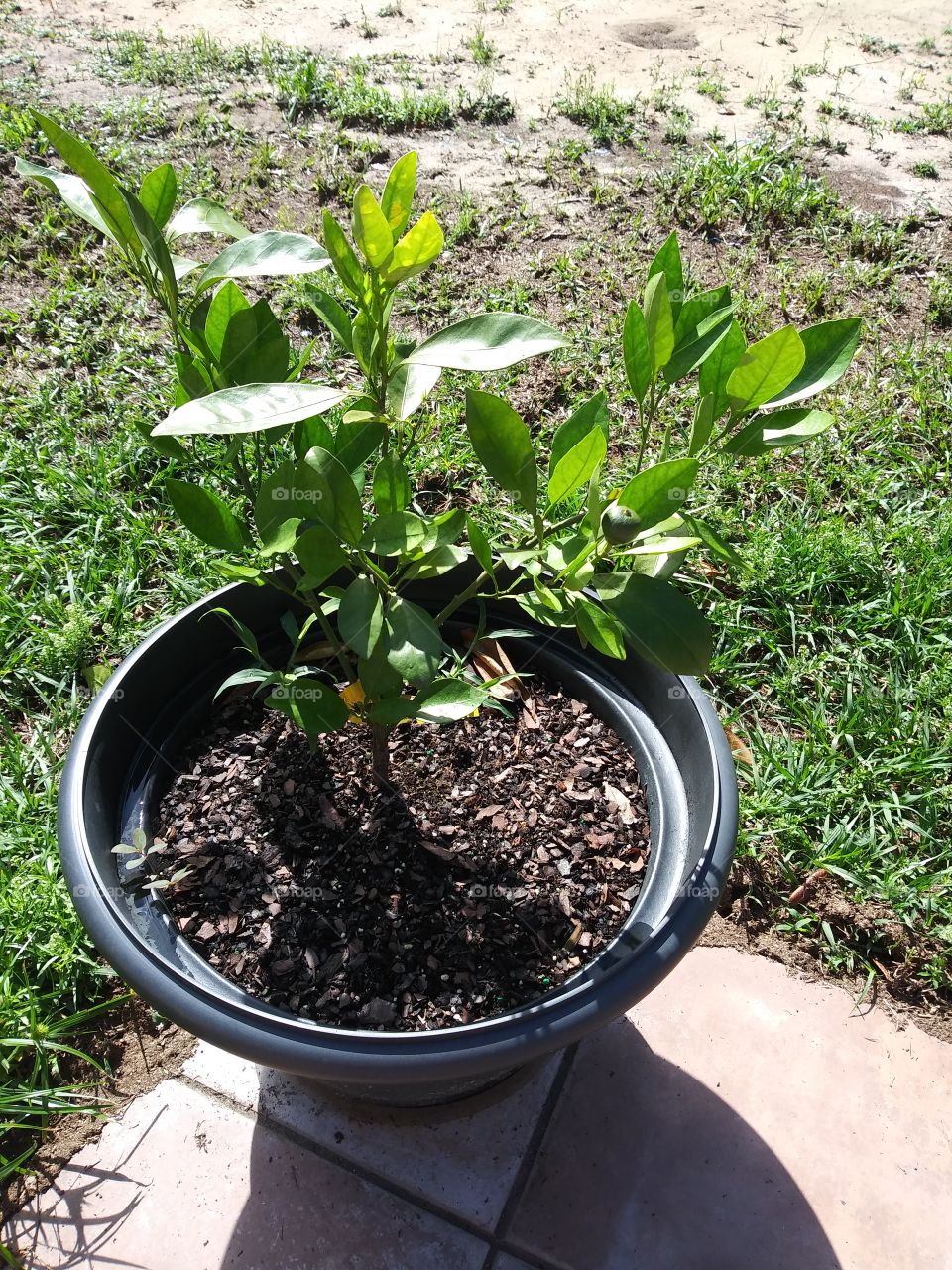 Orange tree blooming