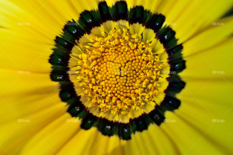 Close-up of yellow flower