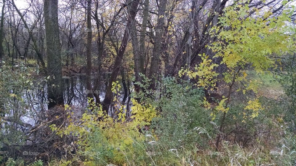 Wood, Landscape, Nature, Tree, Leaf