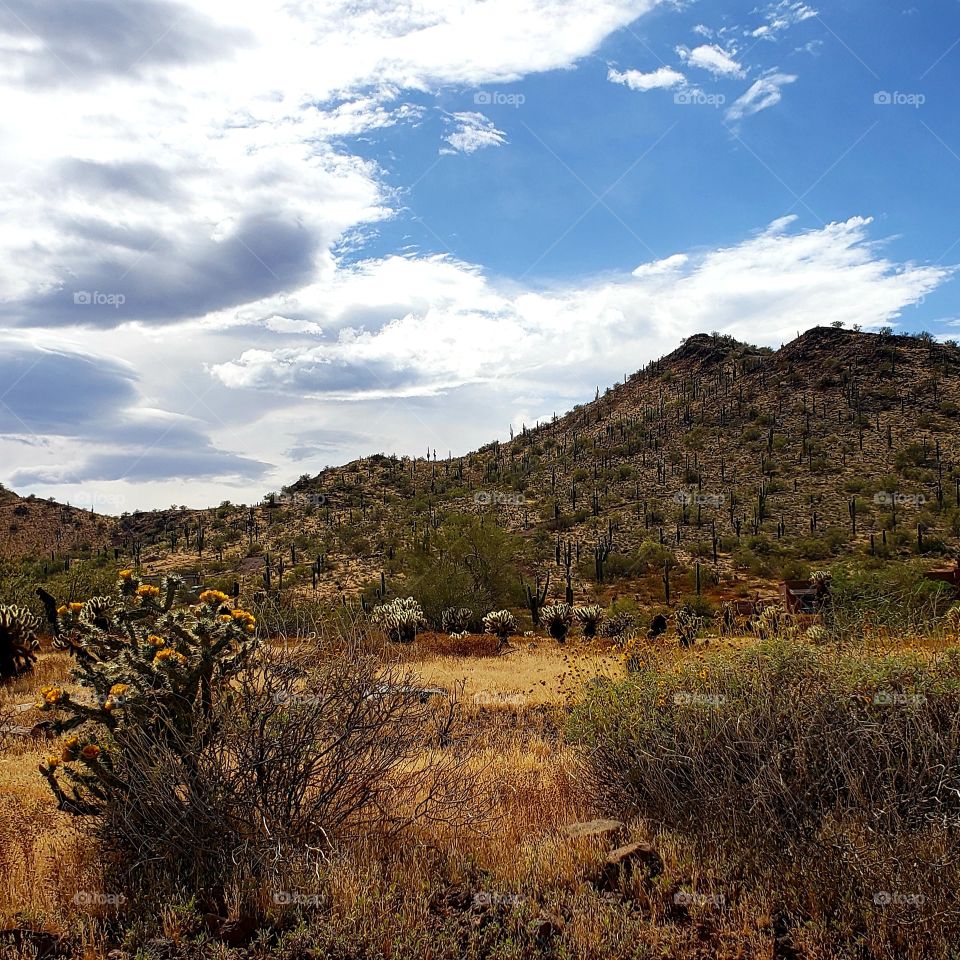 Arizona  Desert