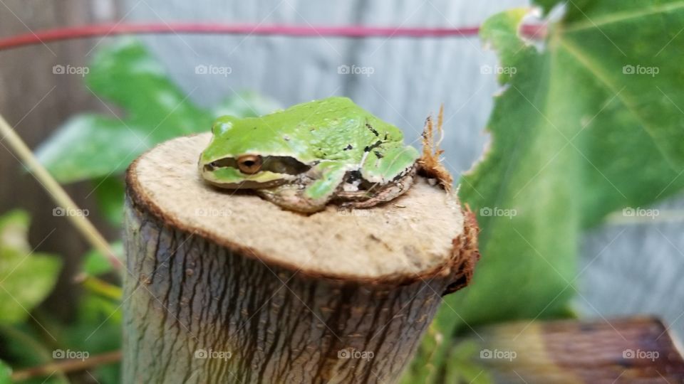 tired froggo