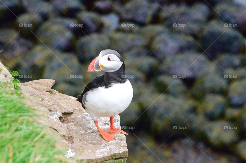 Puffin