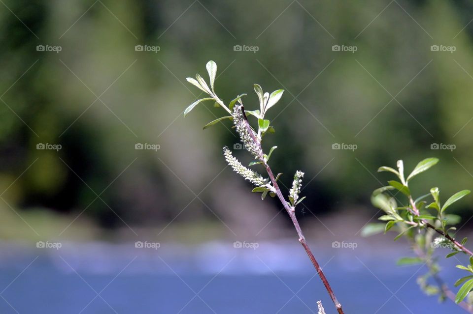 spring breath