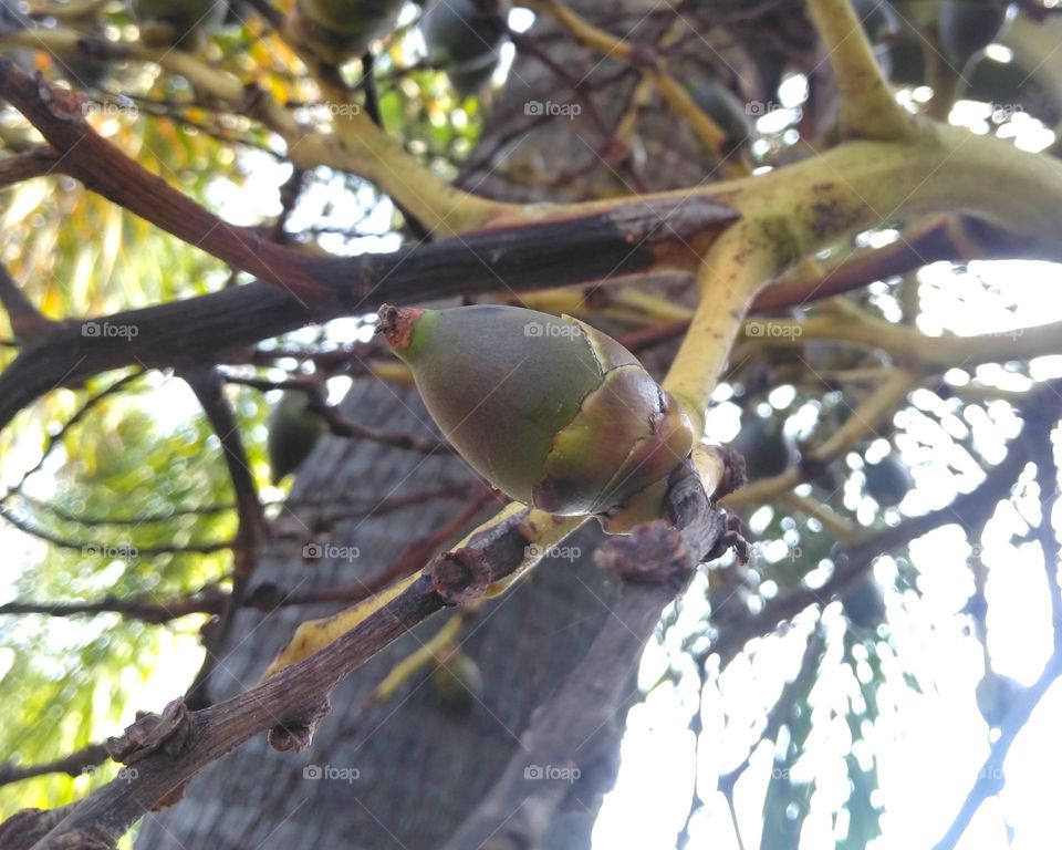 Palm fruit on tree