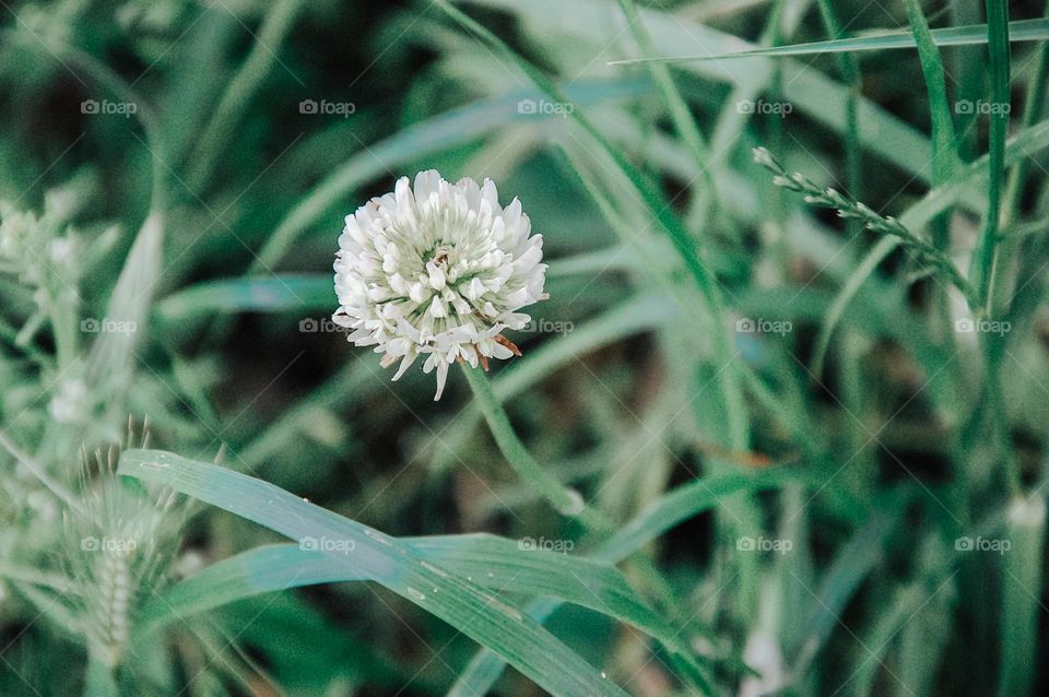 white in green