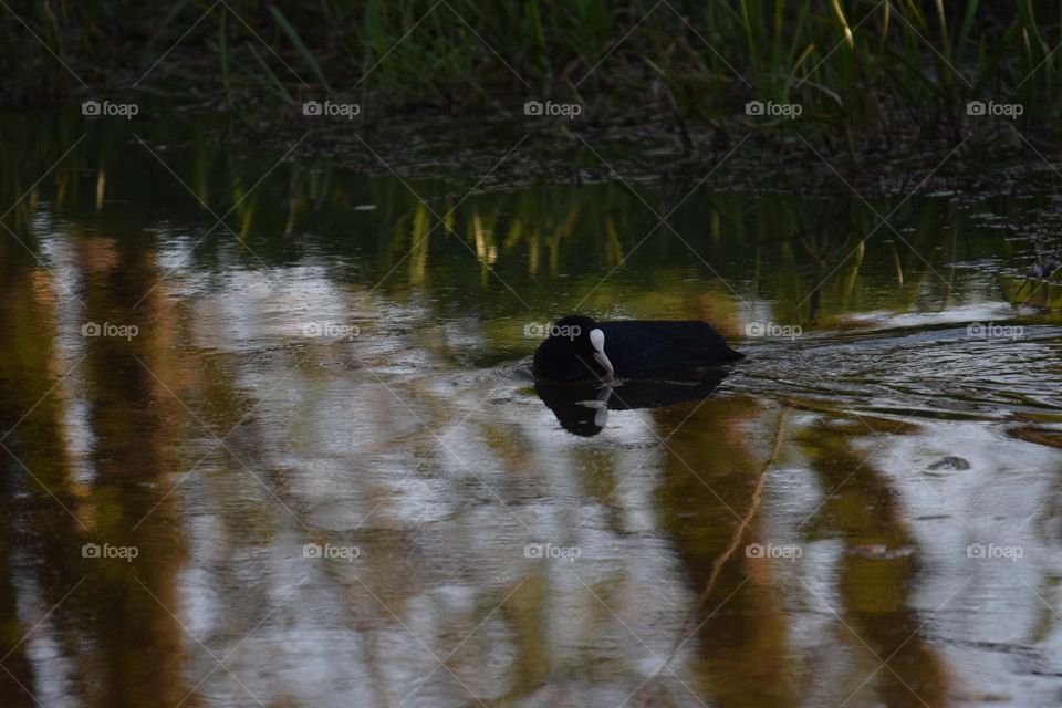 Schwimendes Blässhuhn