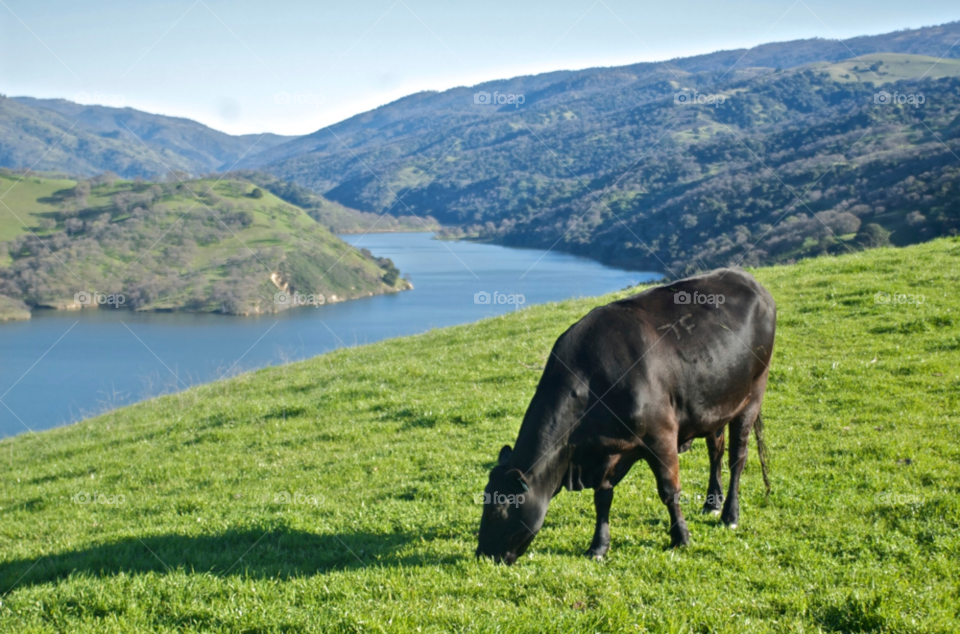 livermore ca green spring black by stephenkirsh