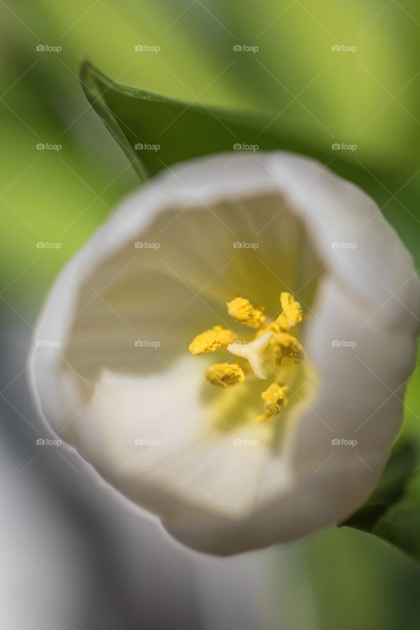 Tulips at Keukenhif