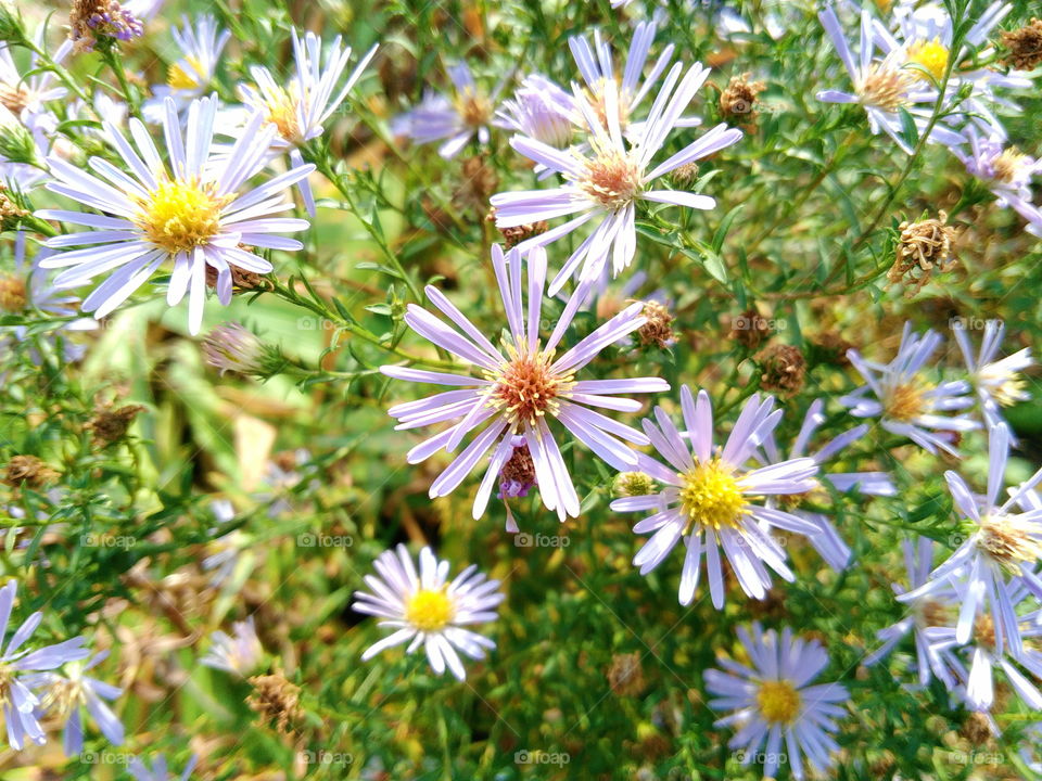 wildflowers on a background of green grass