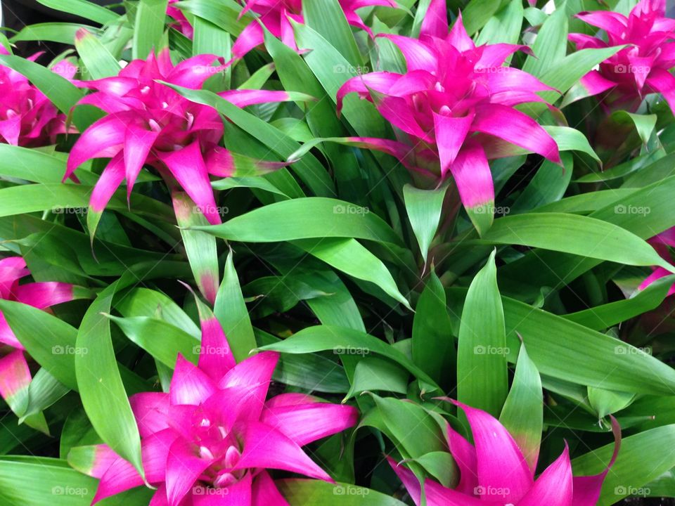 Pink tropical plants