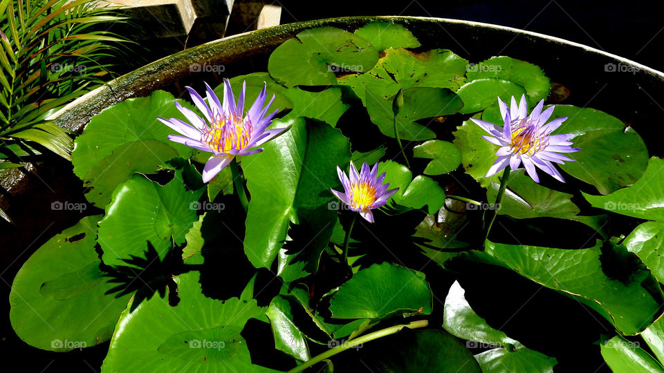 Water lillies