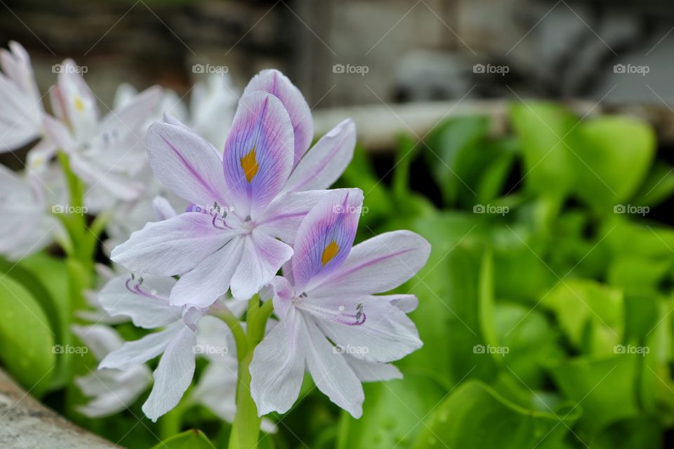 Eichhornia crassipes aka water hyacinth