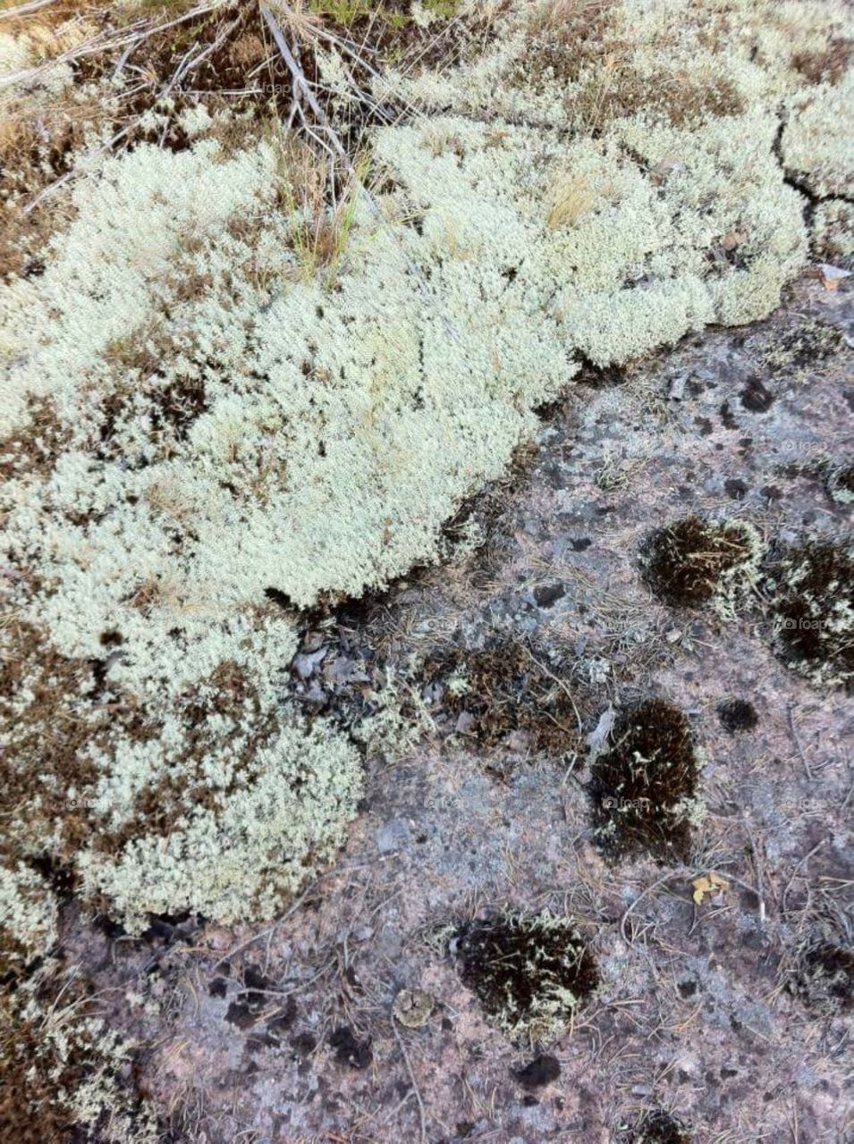 Gifts of the Finnish Forest