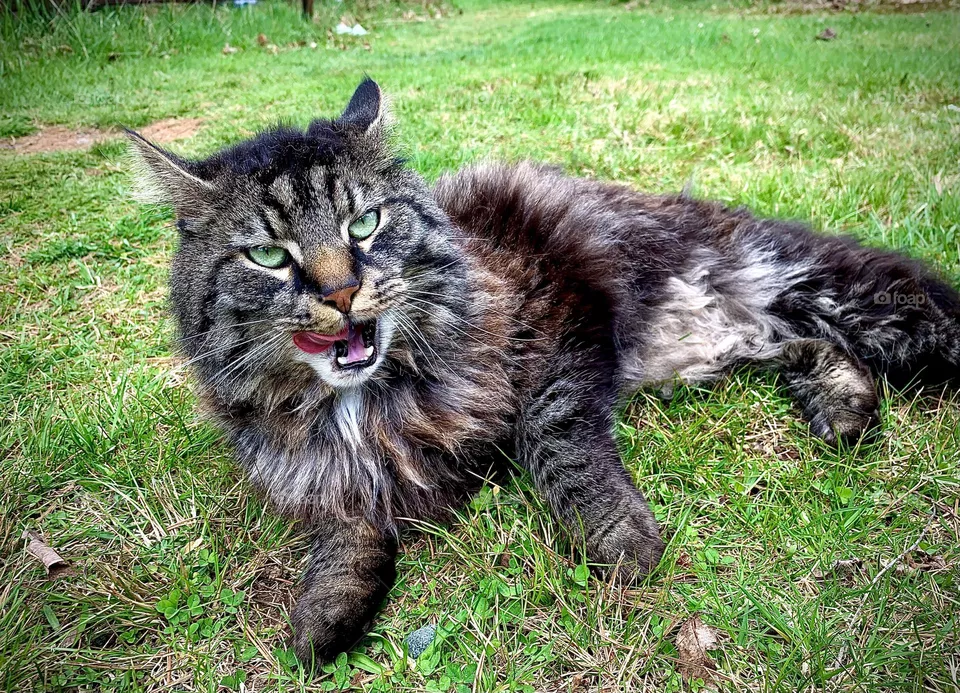 Maine Coon 
