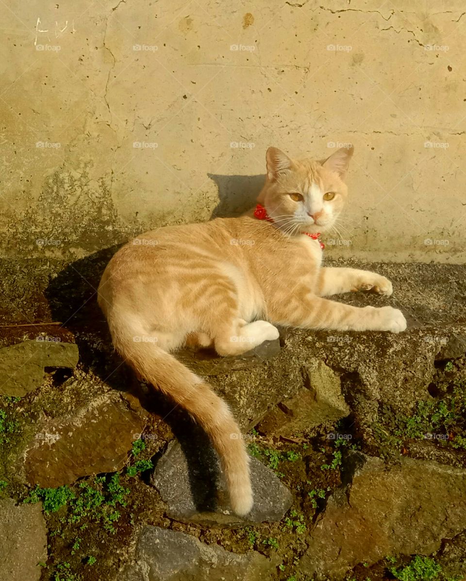 A male cat has mocca colour fur. He relaxing in concrete fence and starred to my phone camera during his morning sunbath.