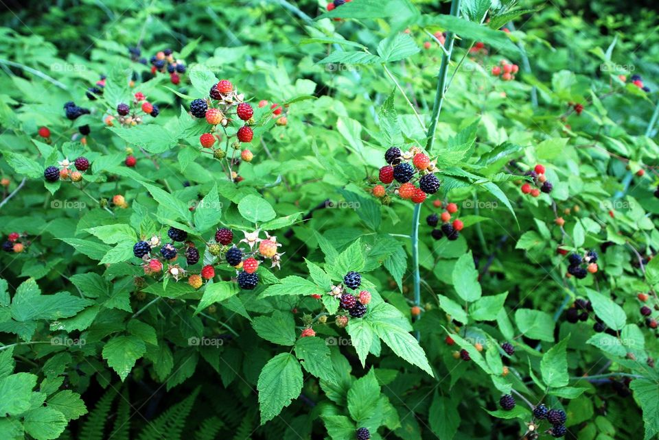 Raspberry bush ready for picking