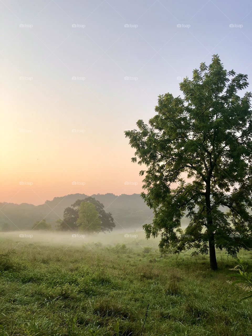 Misty glow of morning in the countryside. Focus on a tree with pasture and hill in the distance at sunrise.