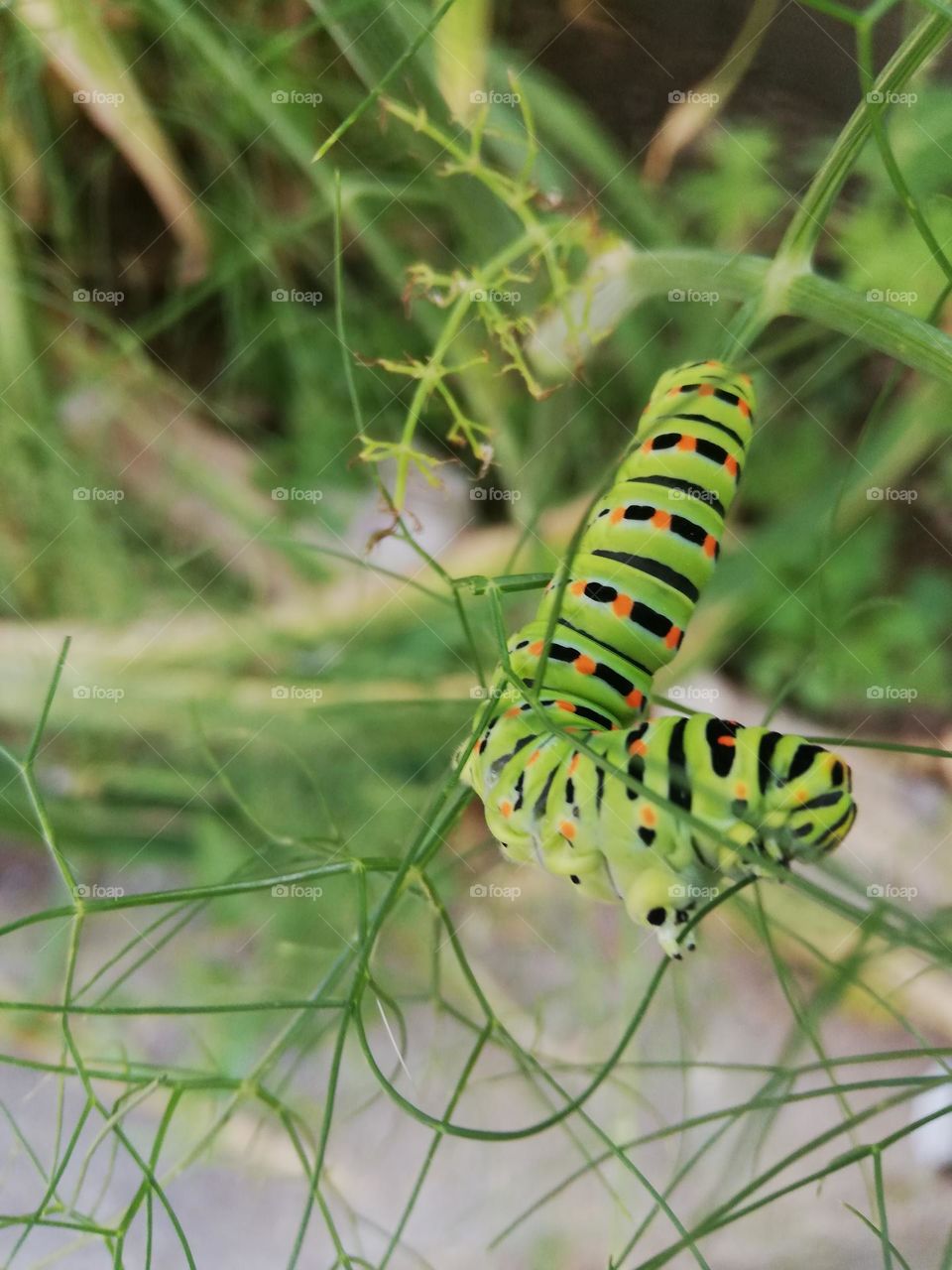 spring Magic 
Athens Greece