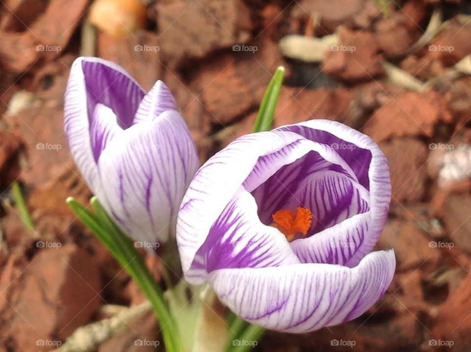 First signs of Spring, Spring crocus flower.