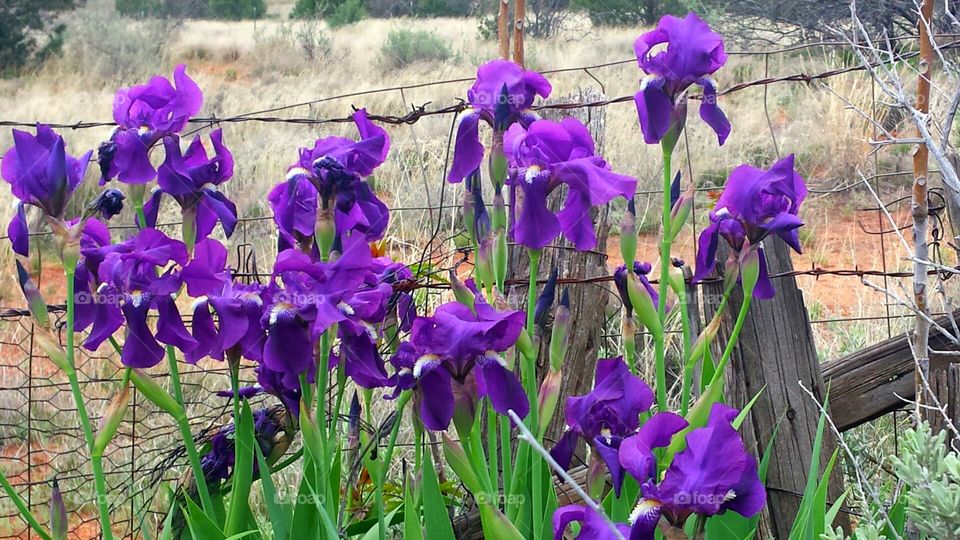 Arizona Irises in Bloom