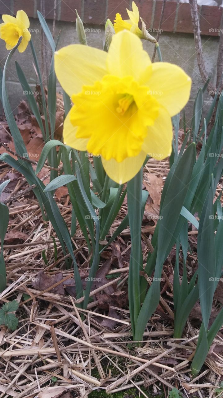 Daffodils