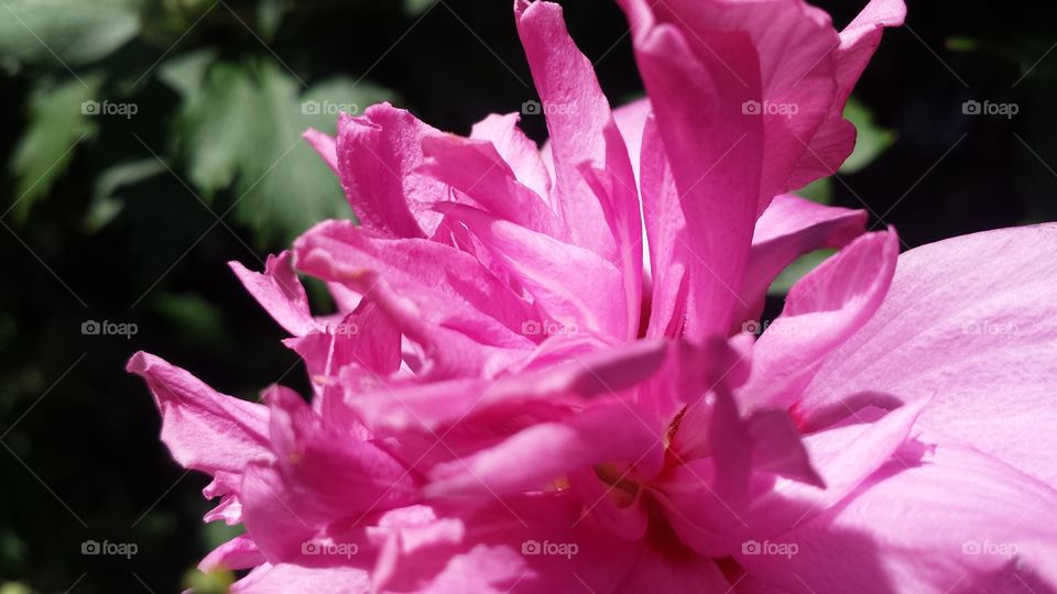 beautiful pink bloom. summer flower