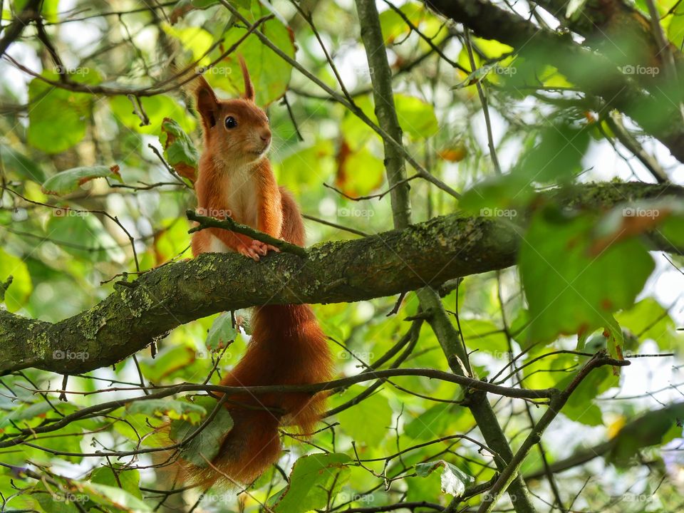 Watching squirrel