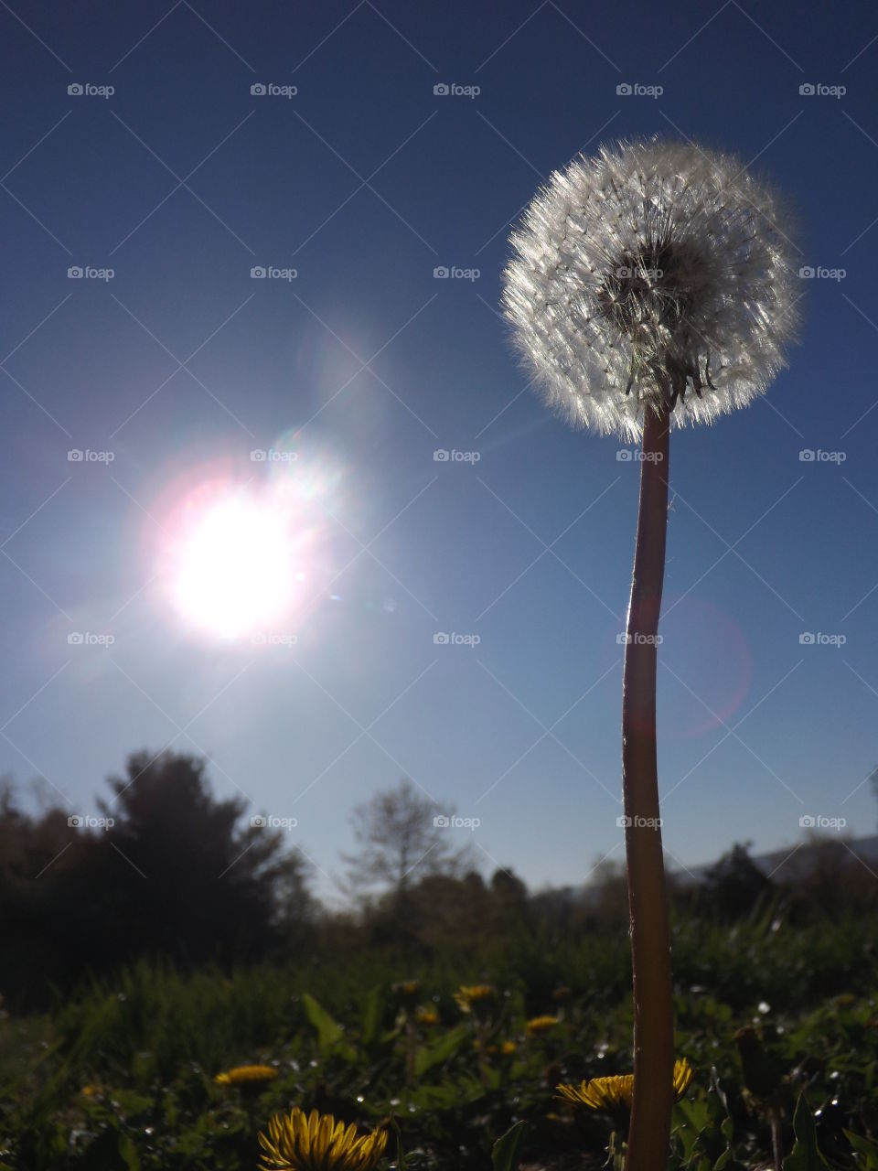 Make a wish: dandelion