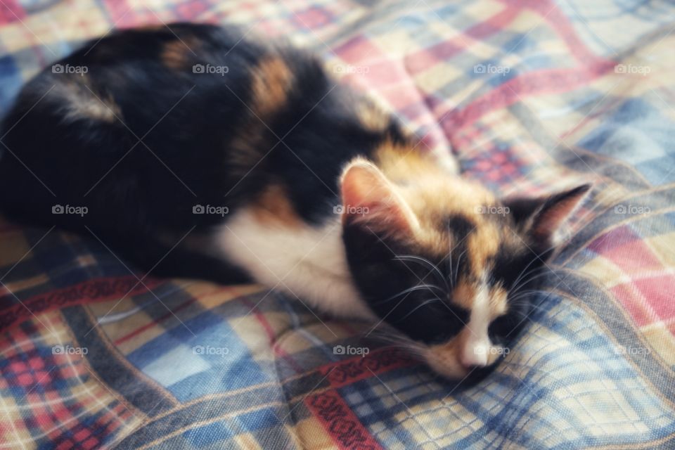 a little sleepy kitty.