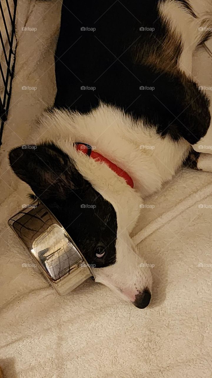 Dog with water dish on head