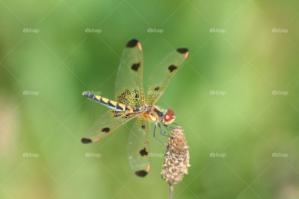 Golden Dragonfly Wings